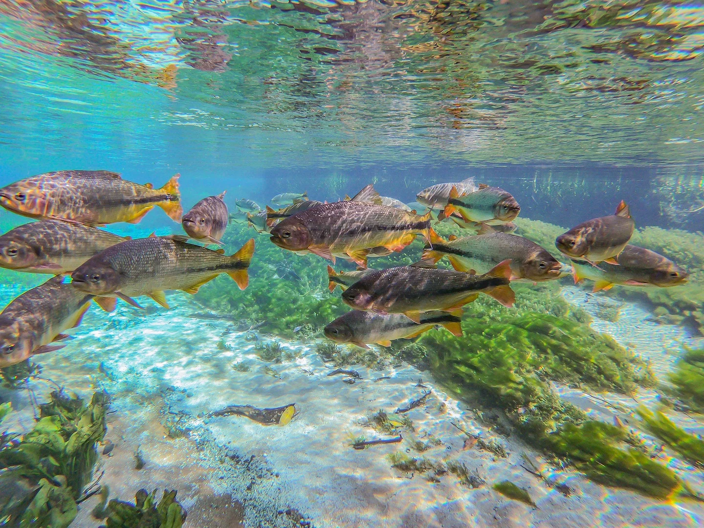 Rio Sucuri - Bonito MS