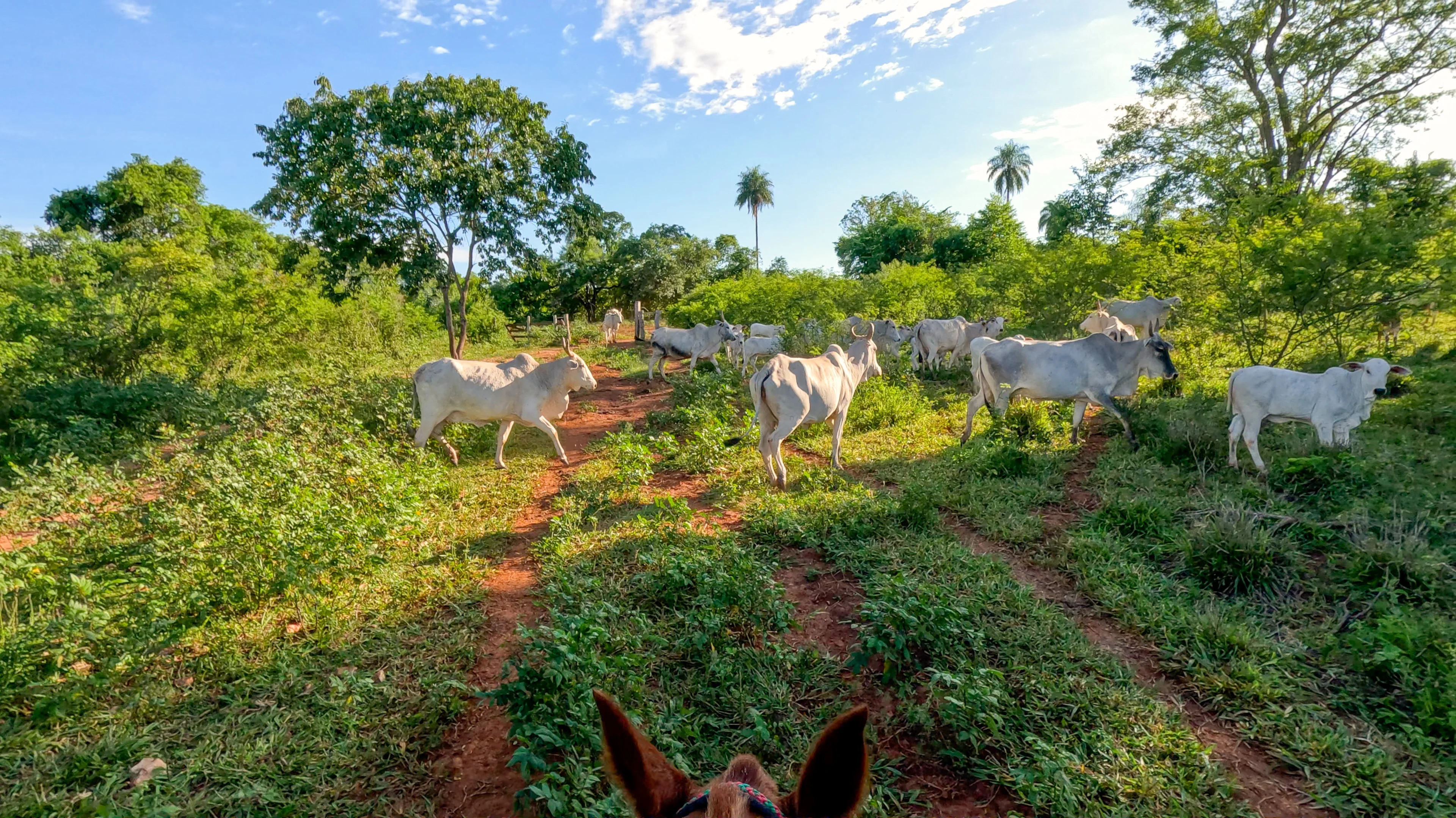 Parque Ecológico - Cavalgada - Bonito-MS