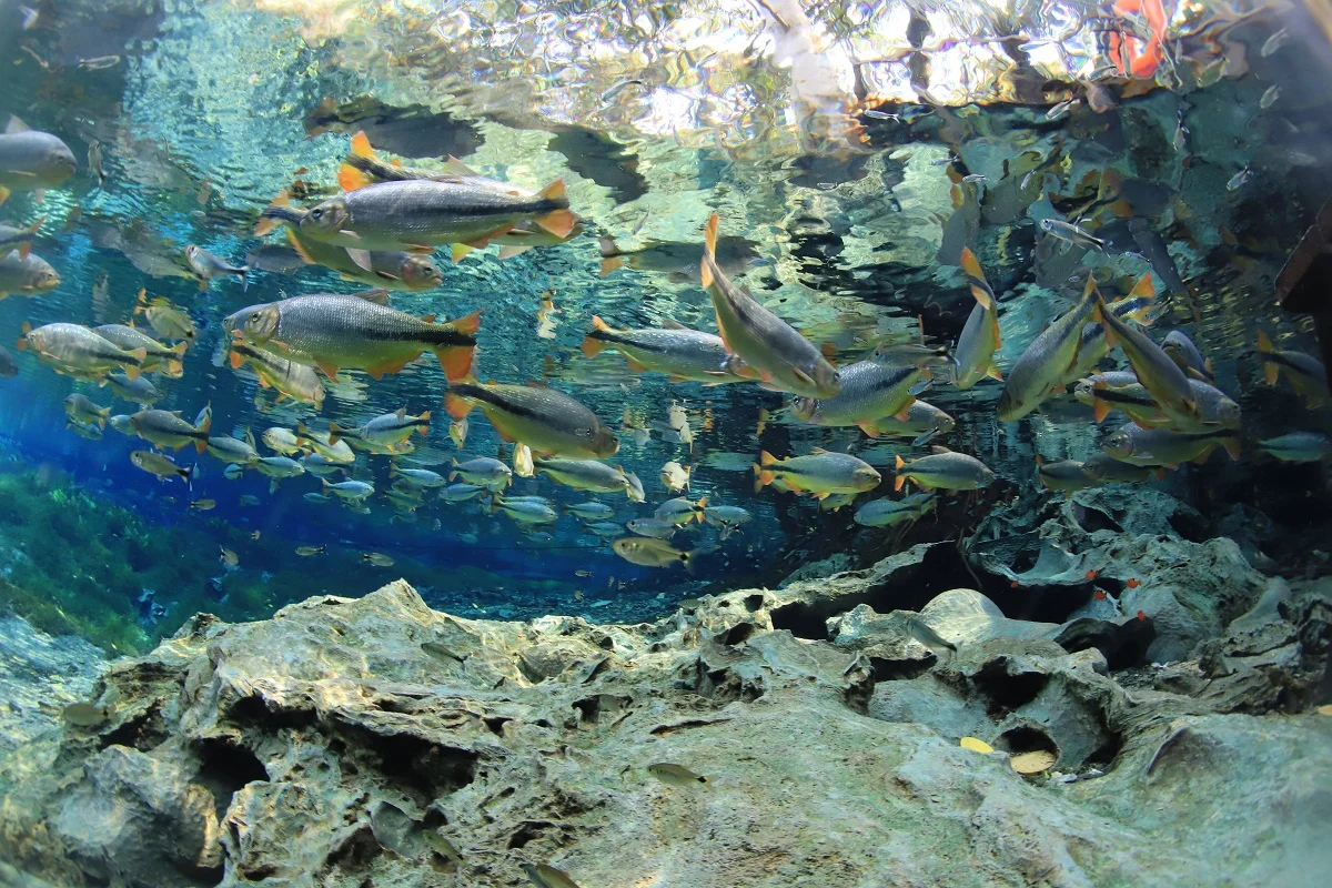 Aquário Natural Baía Bonita - Bonito-MS