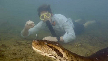 Biólogo holandês nada ao lado de sucuri gigante em Bonito (MS)