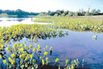 Lagos, pastos e muita vegetação: vida no Pantanal