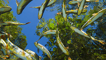 Aquário Natural Baía Bonita